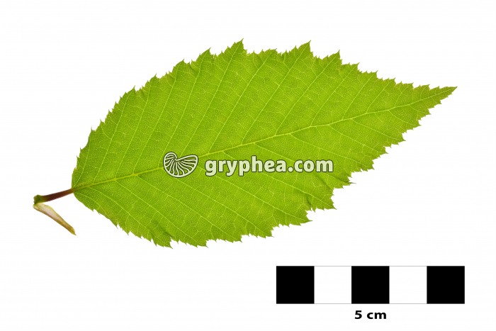 Charme - feuille sur fond blanc (Carpinus betulus)  - gryphea.com
